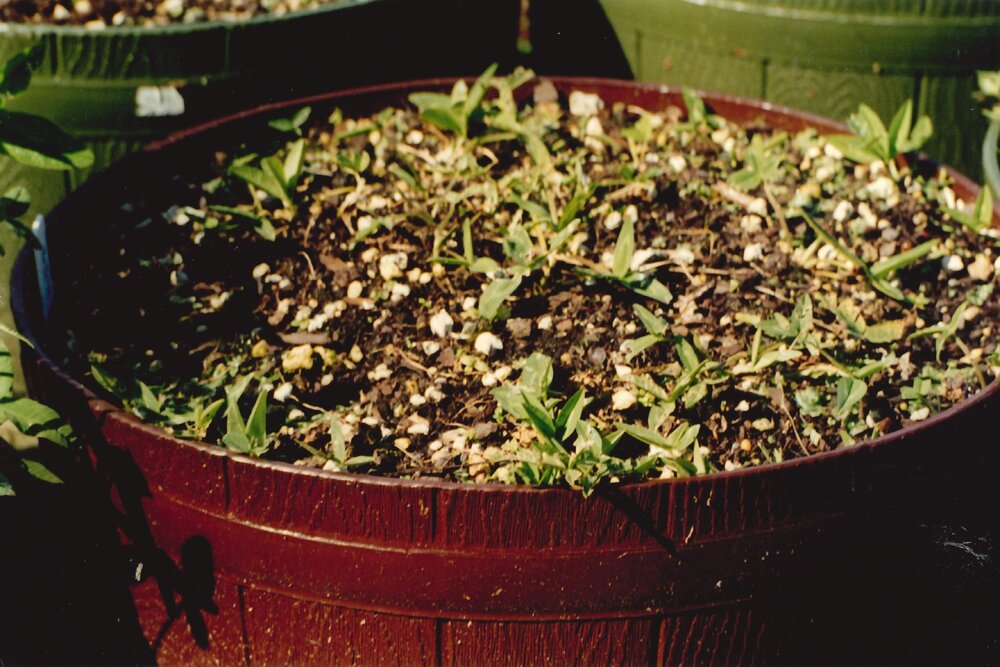 Unidentified plants - 3