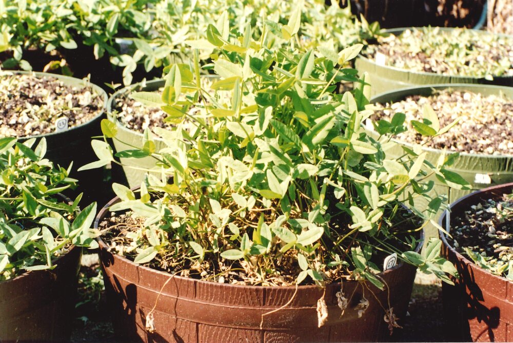 Unidentified plants - 2