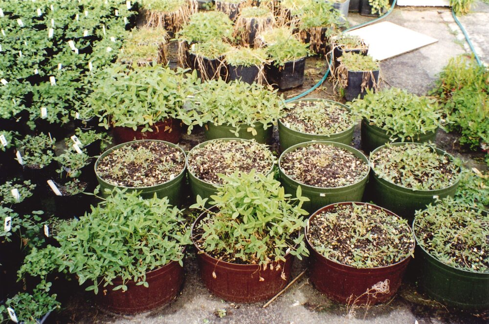 Unidentified plants - 1