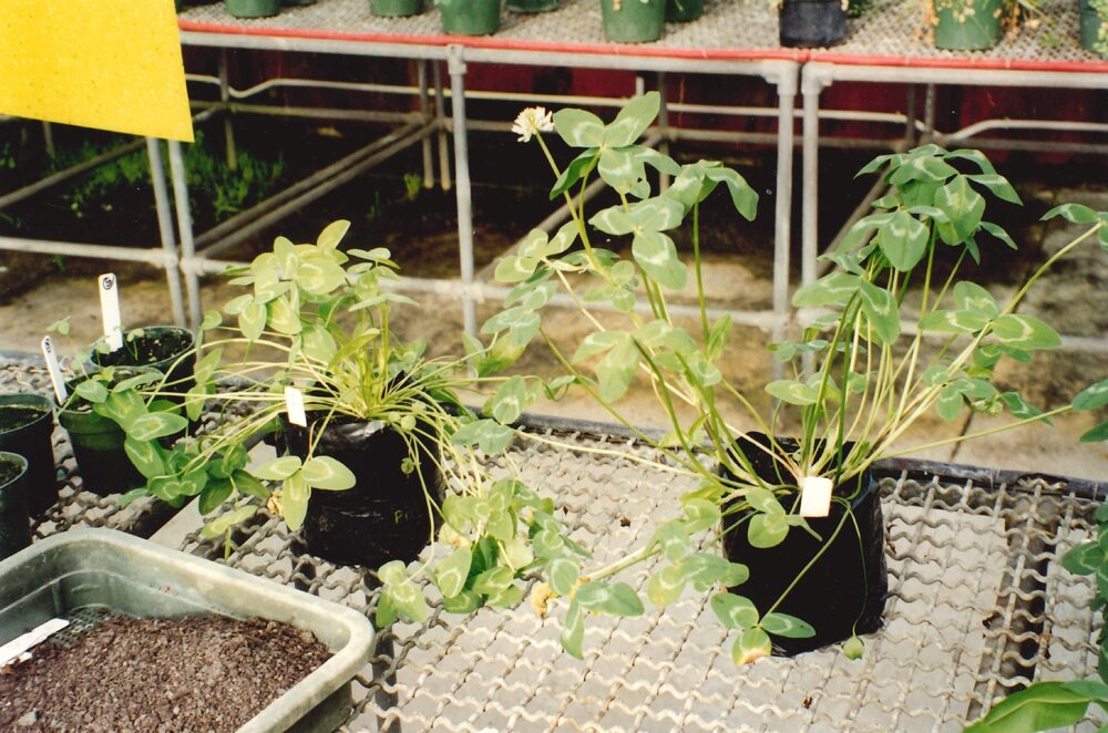 Clover plants in a glasshouse