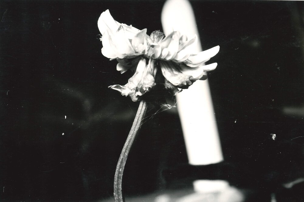 B&amp;W clover flower