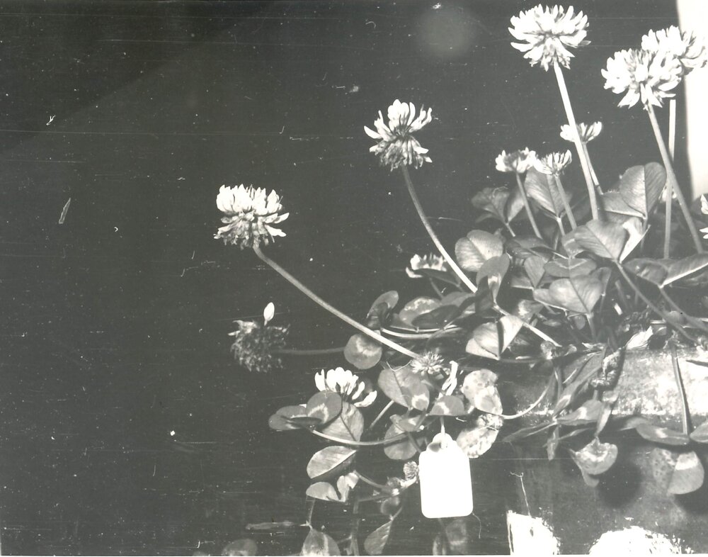 B&amp;W clover plant with tag