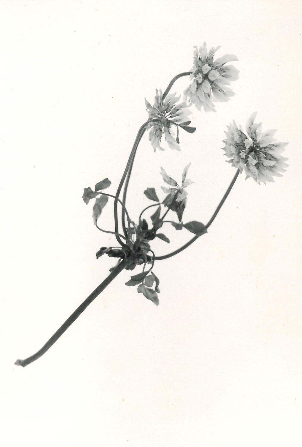 Clover against a white background - 6