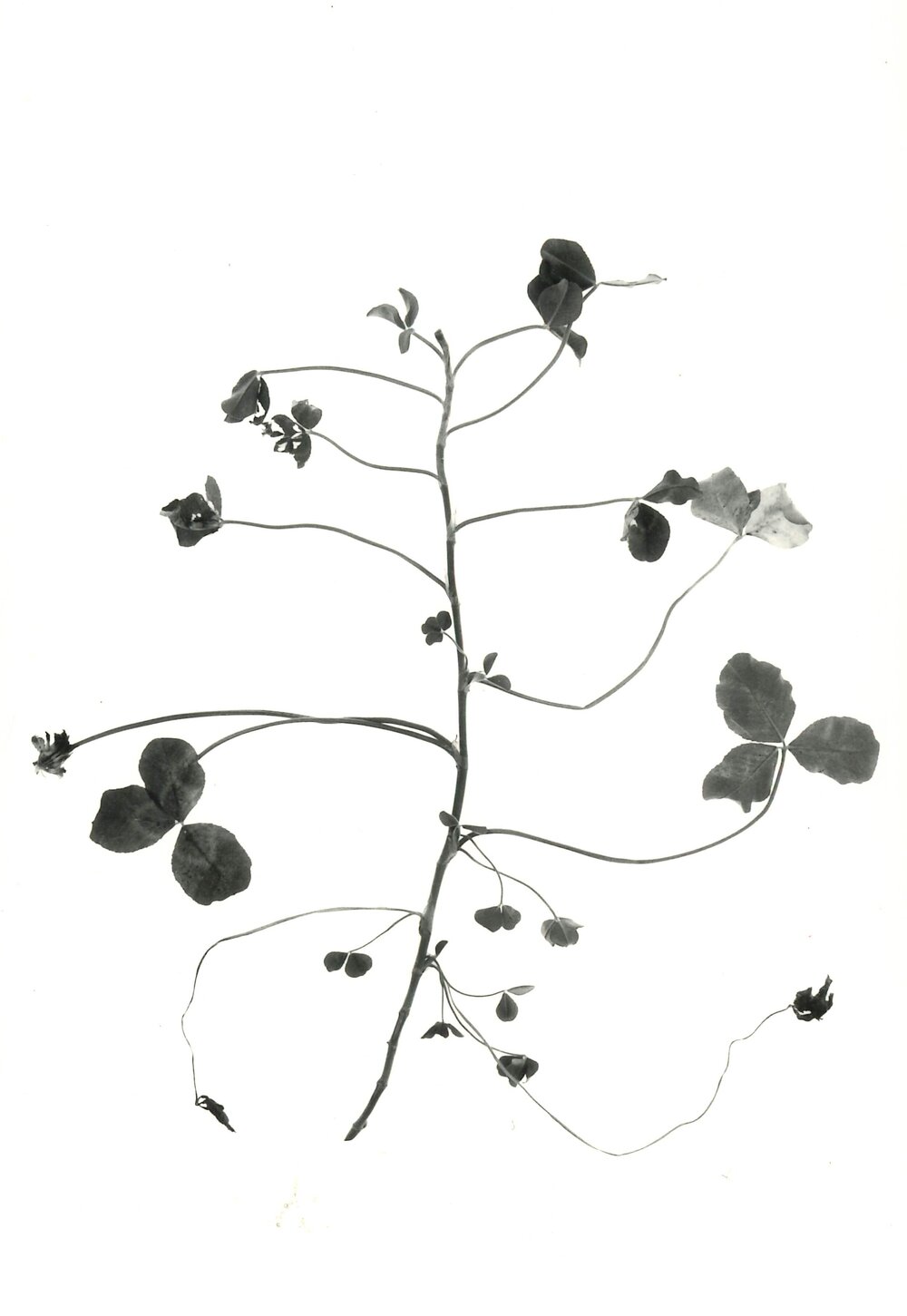 Clover against a white background - 5