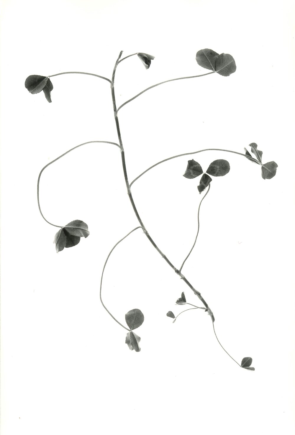 Clover against a white background - 4