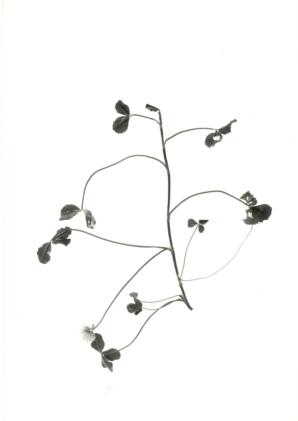 Clover against a white background - 3