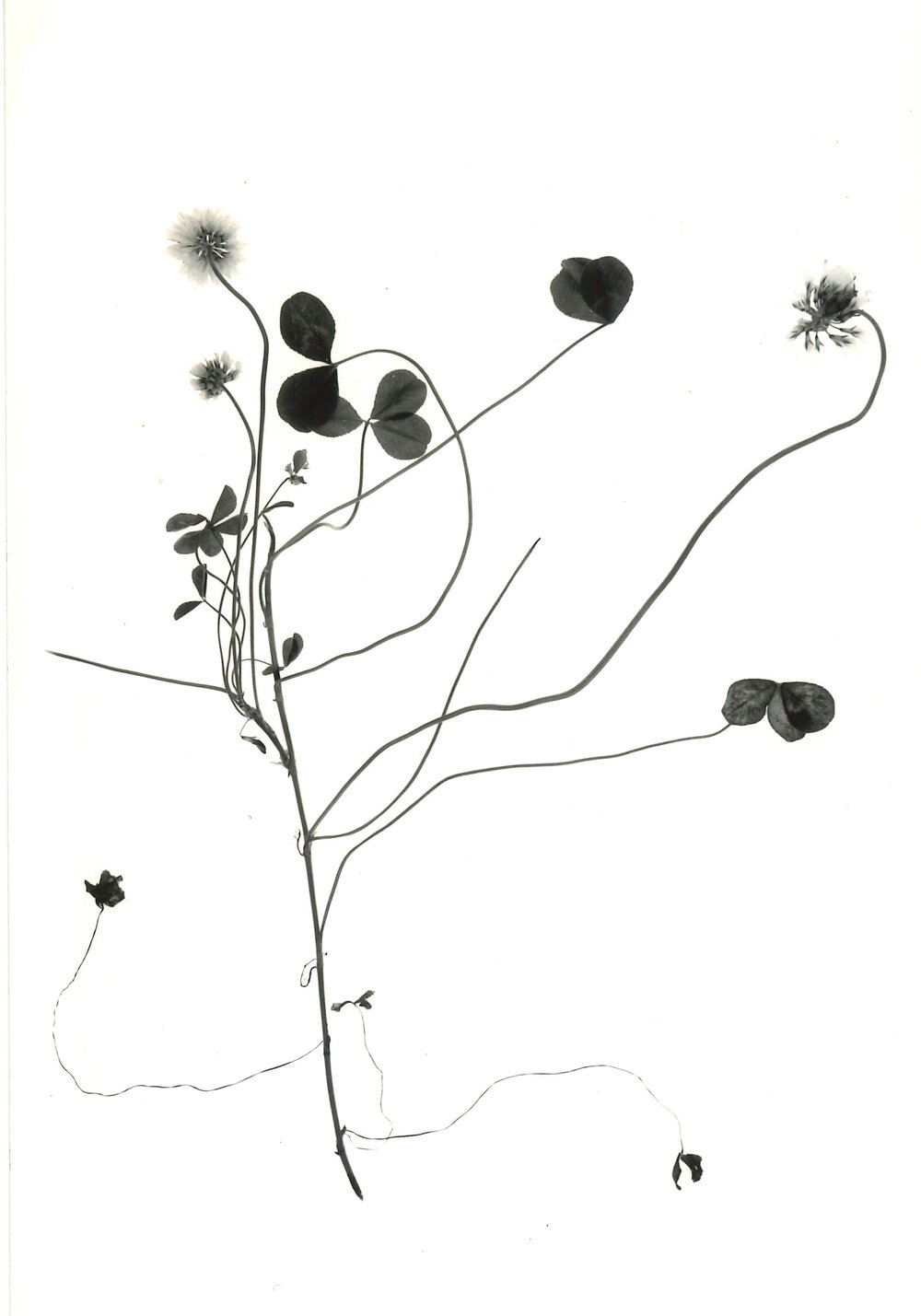 Clover against a white background - 2