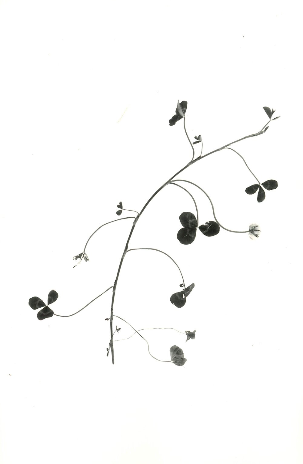 Clover against a white background - 1