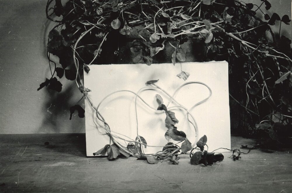 Plants against a white backdrop