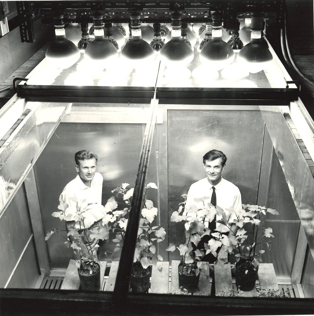 Two men with plants growing under lights