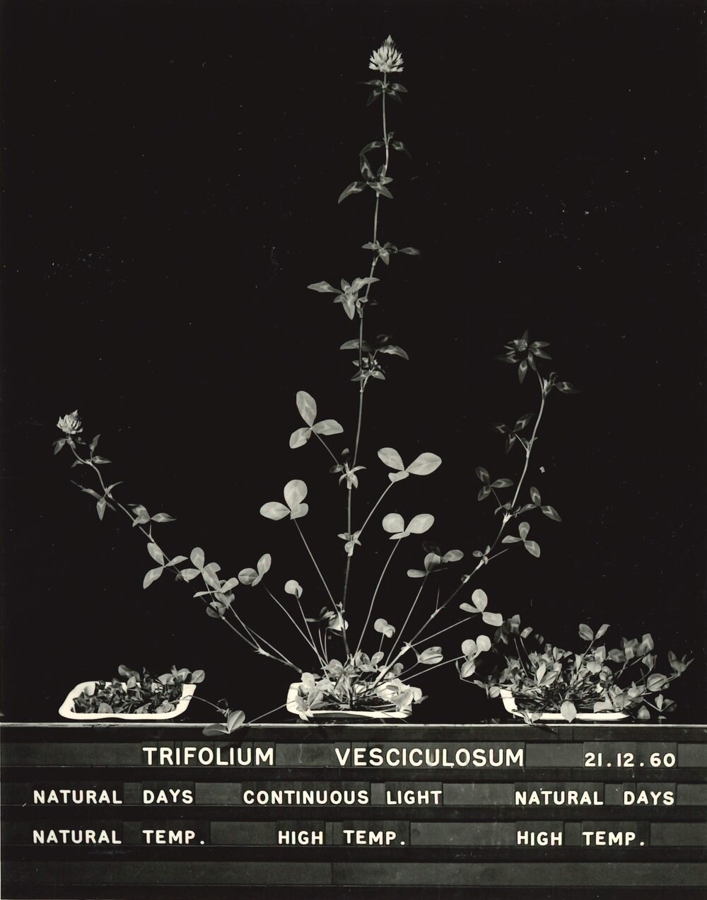 Trifolium vesciculosum
