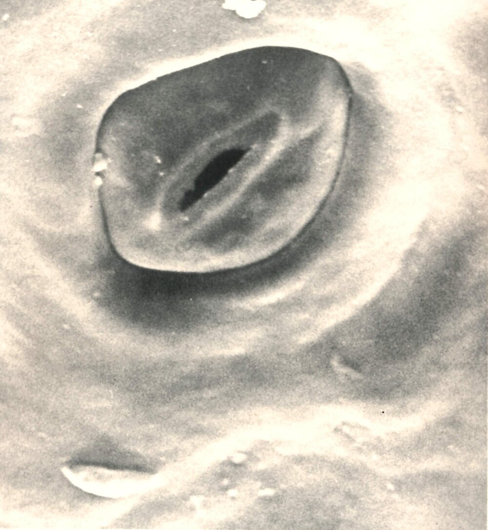 Microscopic plant cell - 3