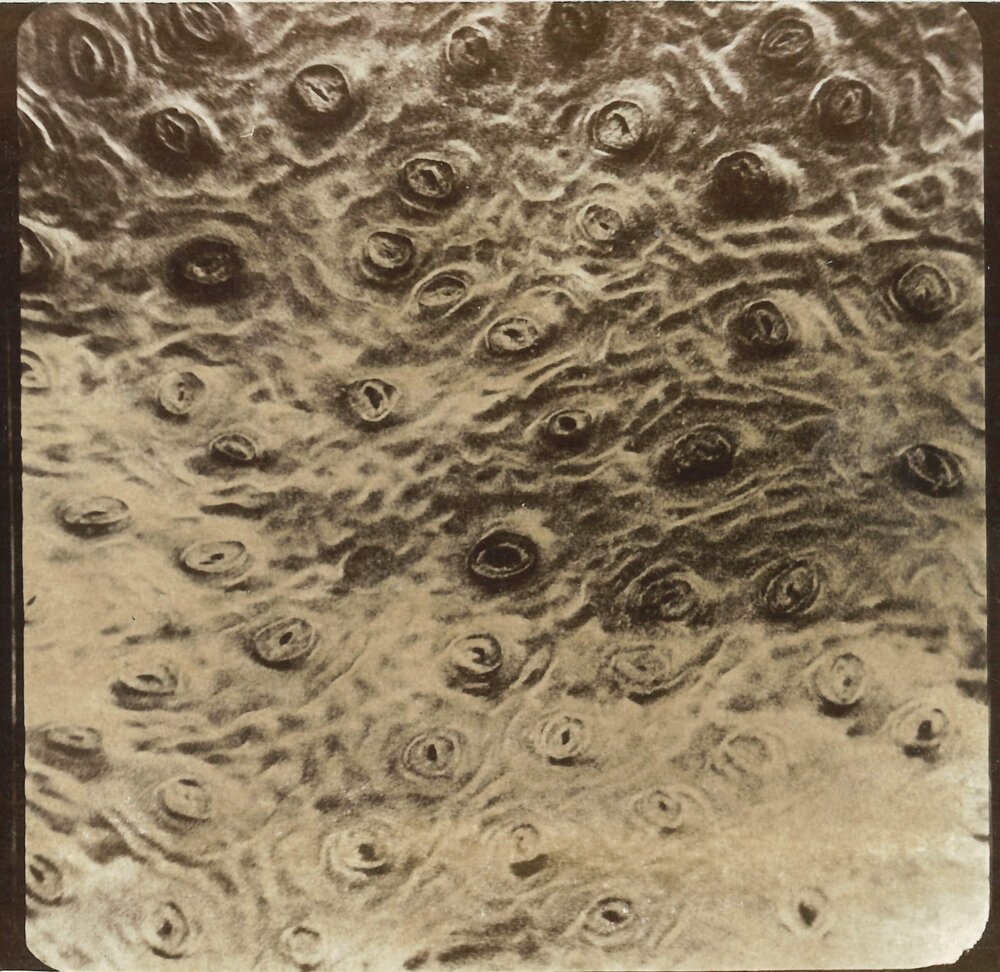 Microscopic plant cell - 6