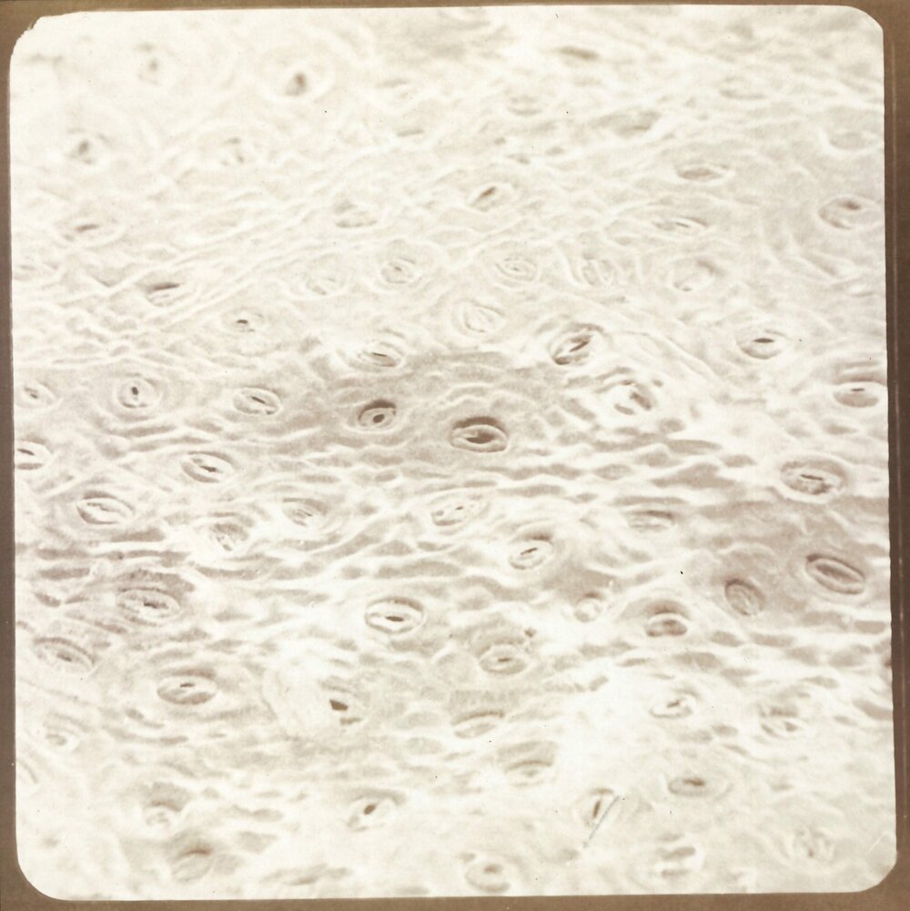 Microscopic plant cell - 4