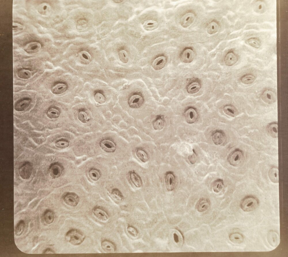 Microscopic plant cell - 5