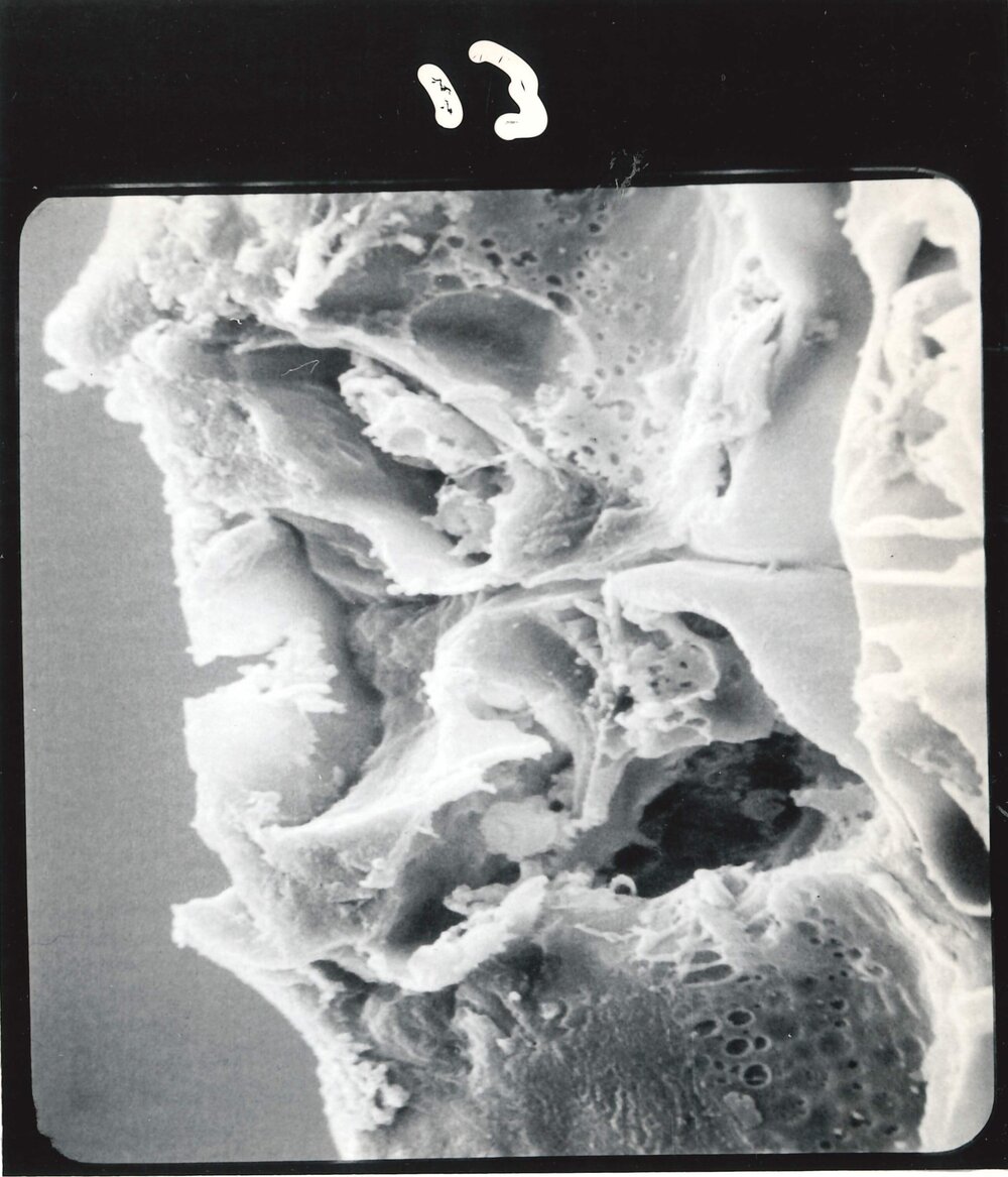 Microscopic plant cell - 2