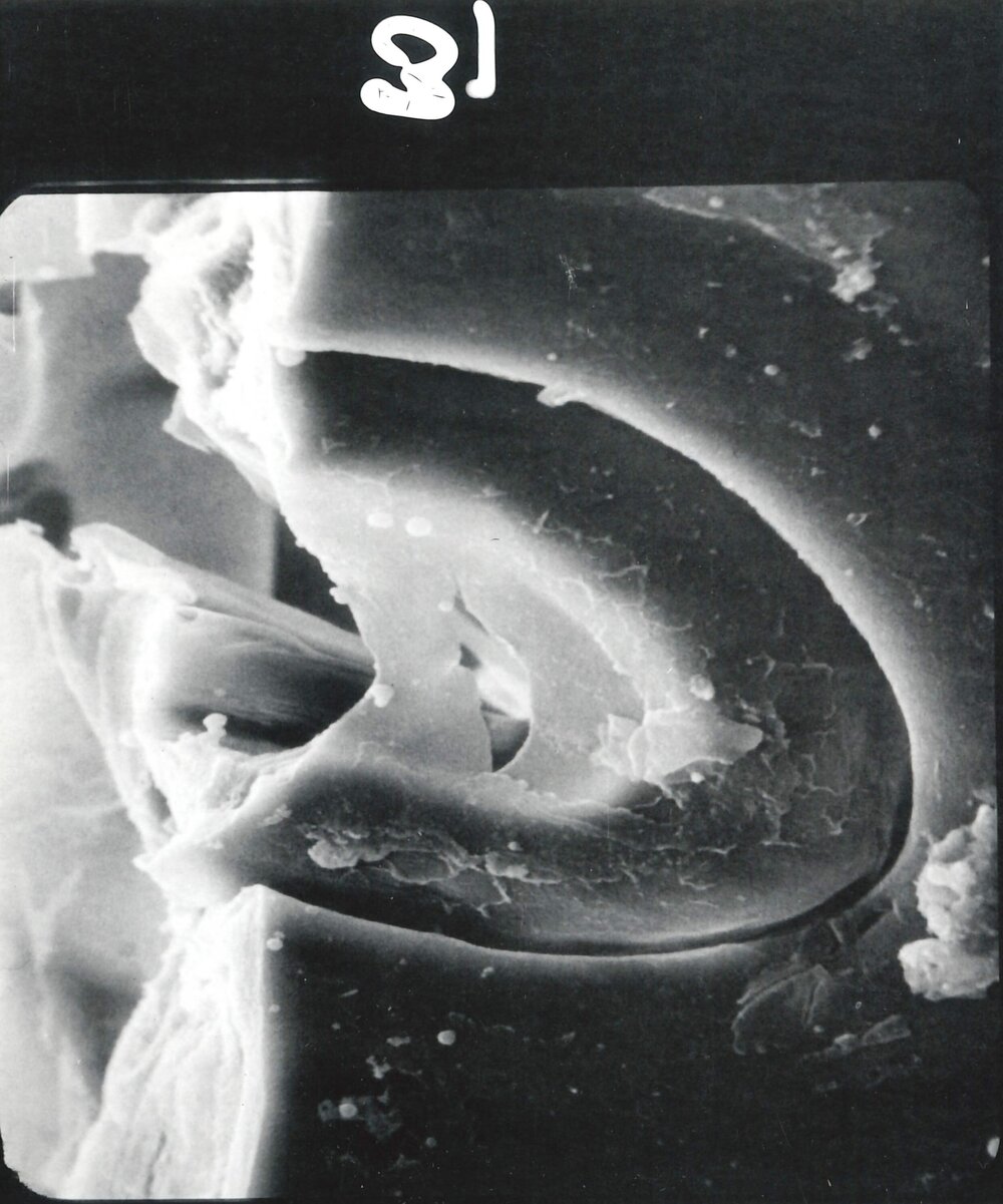 Microscopic plant cell - 1