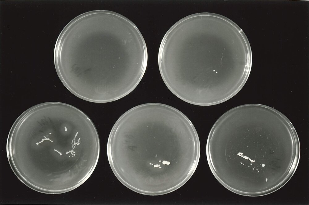 Petri dish - 6