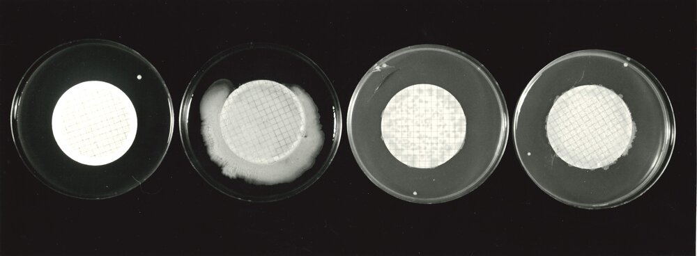 Petri dish - 4