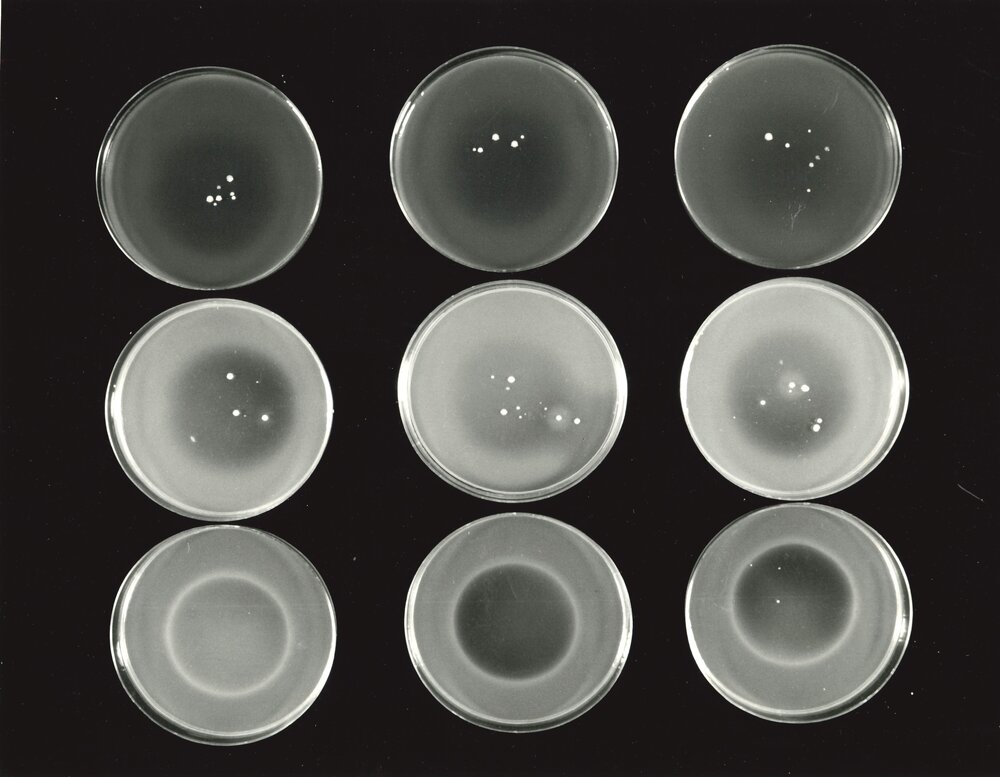 Petri dish - 2