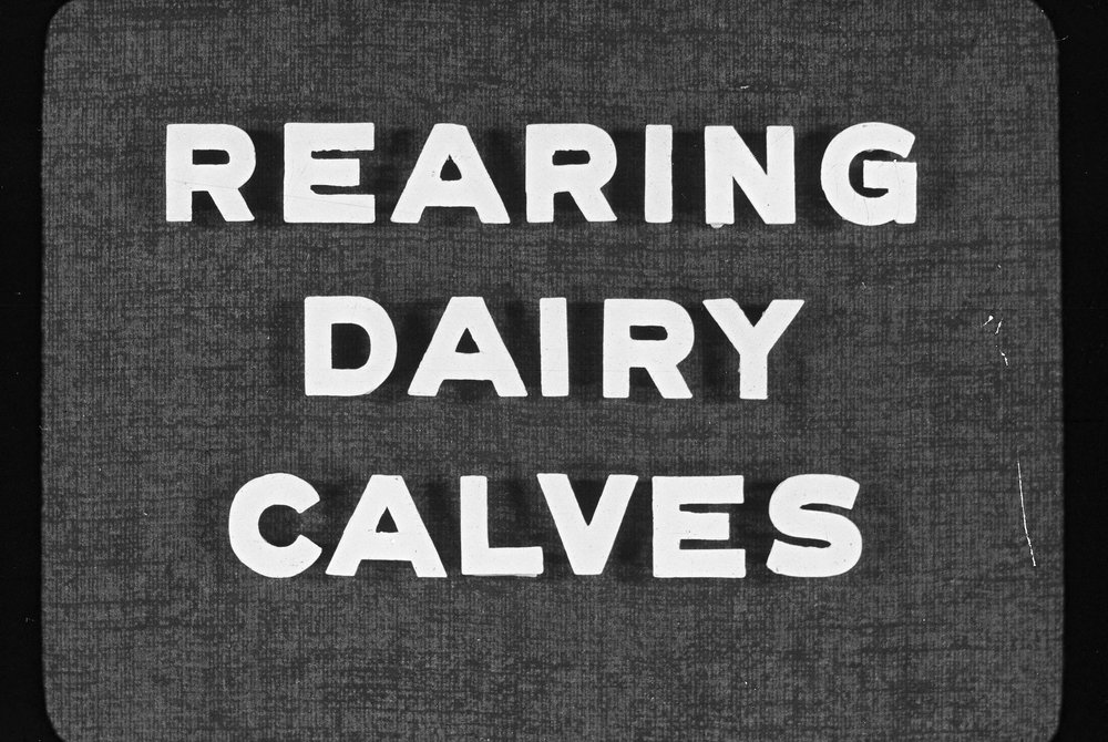 Rearing dairy calves