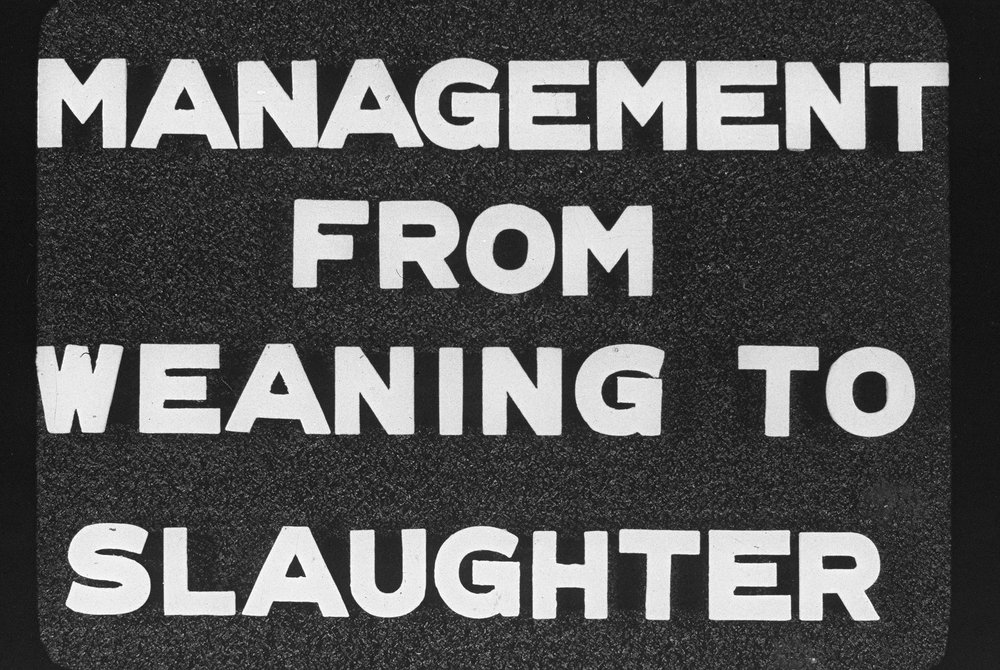 Pig husbandry. 2. Management from weaning to slaughter