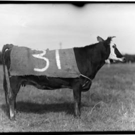 Cow number T31