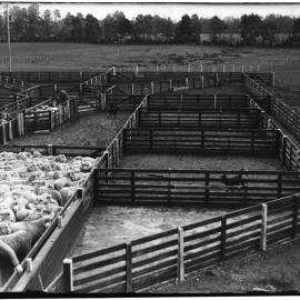 Sheep yards and pens, Ruakura