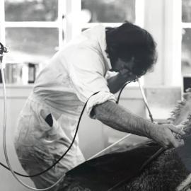 Invermay laparoscopy of sheep - 1 of 4