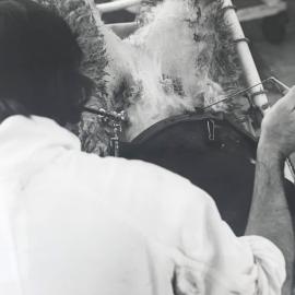 Invermay laparoscopy of sheep - 2 of 4