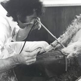 Invermay laparoscopy of sheep - 3 of 4
