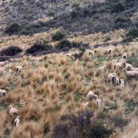 Intensive mating blocks at Tara Hills - 1 of 2