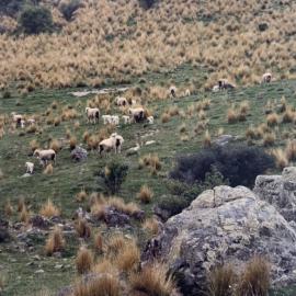 Intensive mating blocks at Tara Hills - 2 of 2