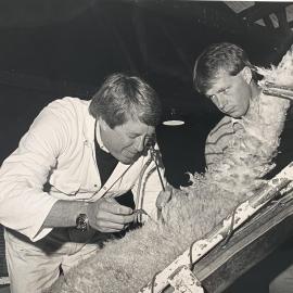 Using laparoscope at Invermay