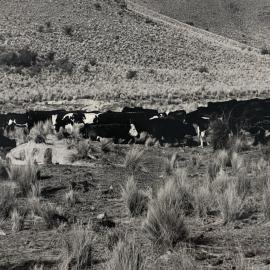 Tara Hills cattle grazing