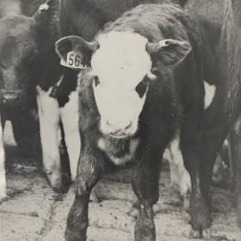 Cattle weaning - 1 of 4