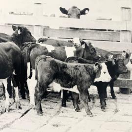 Cattle weaning - 2 of 4