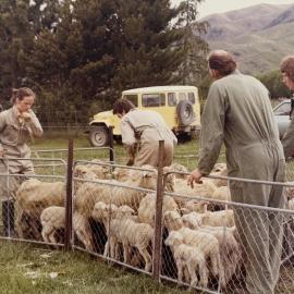 Tara Hills lamb tailing - 1 of 9