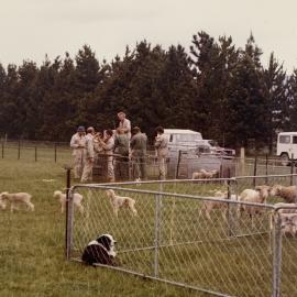 Tara Hills lamb tailing - 2 of 9