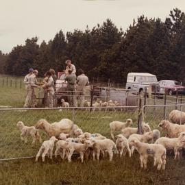 Tara Hills lamb tailing - 3 of 9