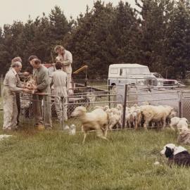 Tara Hills lamb tailing - 4 of 9