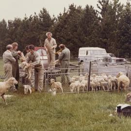 Tara Hills lamb tailing - 5 of 9