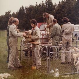 Tara Hills lamb tailing - 6 of 9