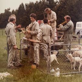 Tara Hills lamb tailing - 7 of 9