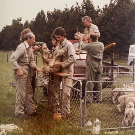 Tara Hills lamb tailing - 8 of 9