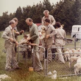 Tara Hills lamb tailing - 9 of 9