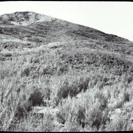 Scrub land with pumice cover