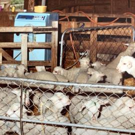 Tara Hills Lamb Rearing Unit - 1 of 8
