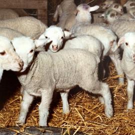 Tara Hills Lamb Rearing Unit - 2 of 8