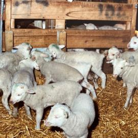 Tara Hills Lamb Rearing Unit - 3 of 8